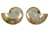 Cut & Polished, Agatized Ammonite Fossil - Madagascar #344476-1